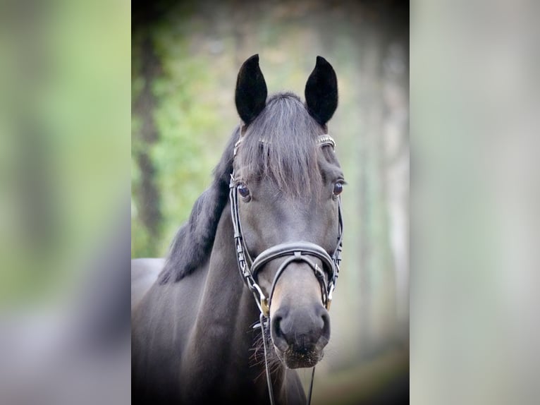 Westphalian Mare 7 years 16,3 hh Smoky-Black in Lienen