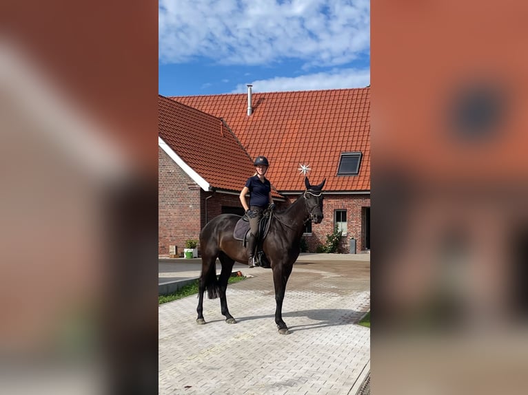 Westphalian Mare 7 years 17,1 hh Black in Selm