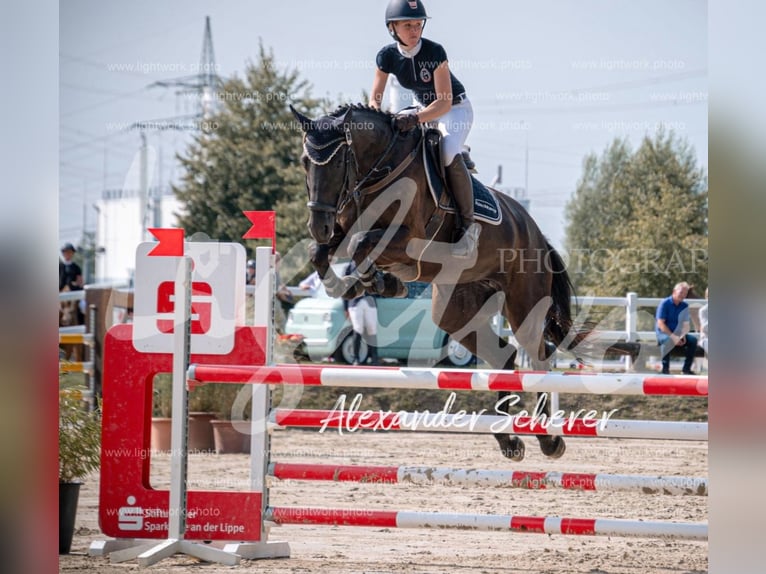 Westphalian Mare 7 years 17,1 hh Black in Selm