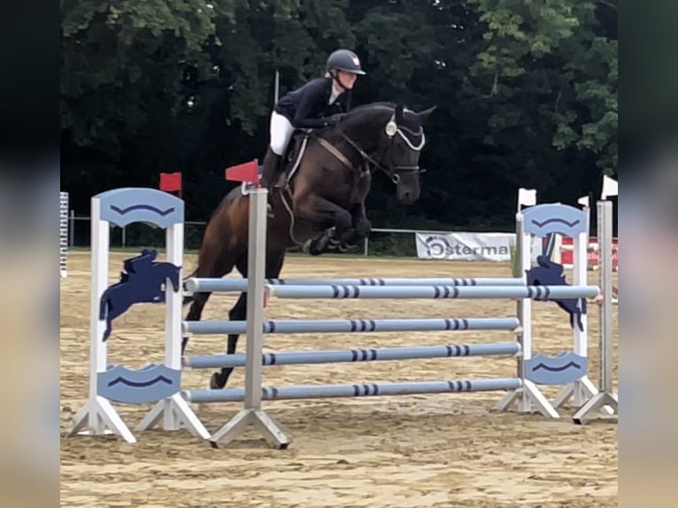 Westphalian Mare 7 years 17,1 hh Black in Selm