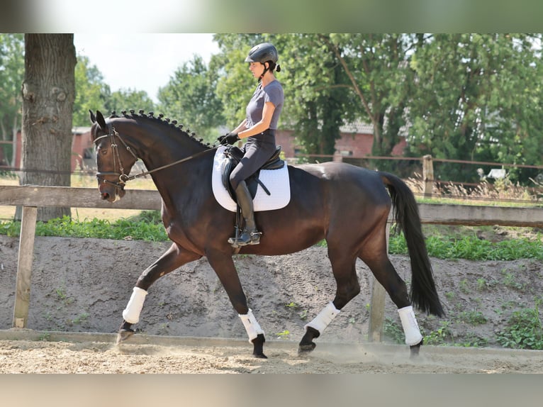 Westphalian Mare 7 years 17 hh Bay-Dark in Tecklenburg