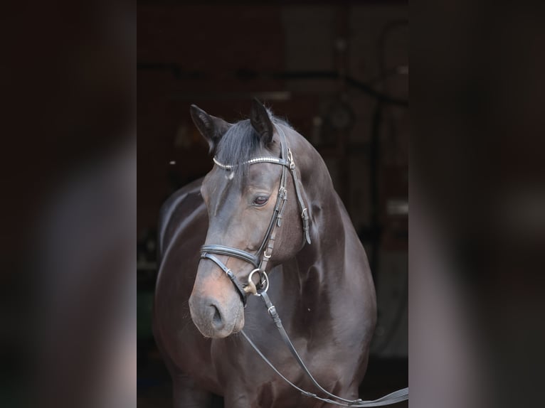 Westphalian Mare 7 years 17 hh Bay-Dark in Tecklenburg