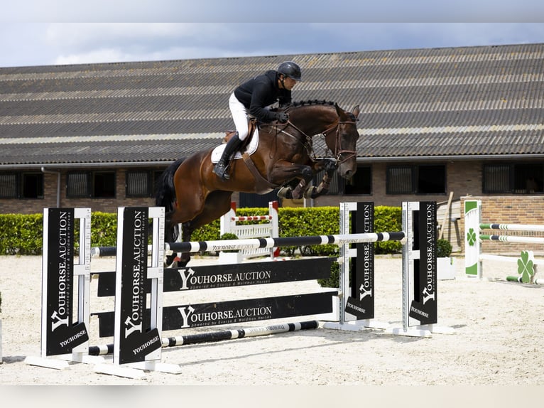 Westphalian Mare 7 years 17 hh Bay-Dark in Waddinxveen