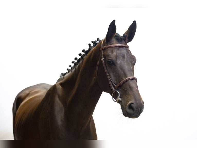 Westphalian Mare 7 years 17 hh Bay-Dark in Waddinxveen