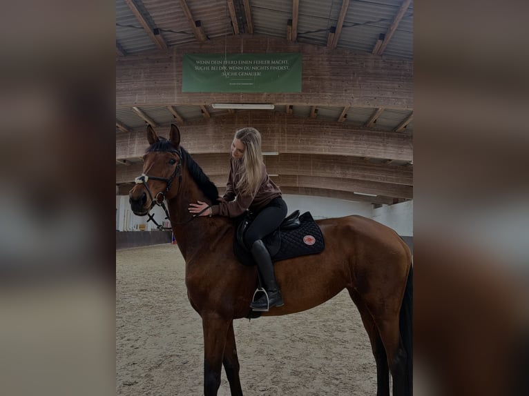 Westphalian Mare 7 years 17 hh Brown in Brandenburg an der Havel