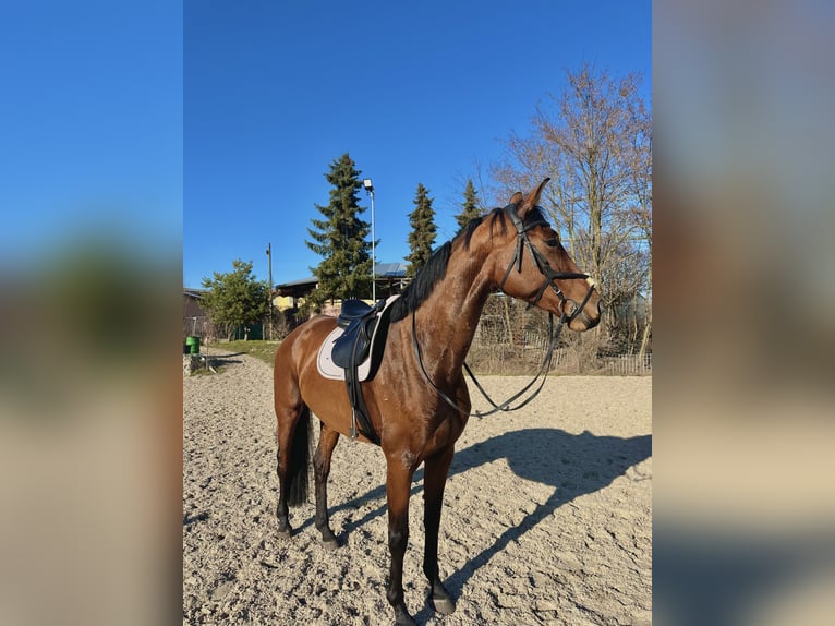 Westphalian Mare 7 years 17 hh Brown in Brandenburg an der Havel