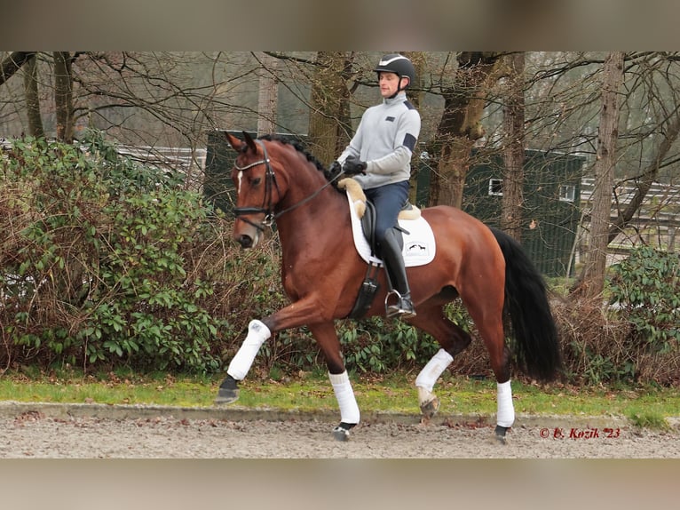 Westphalian Mare 7 years 17 hh Brown in Greven
