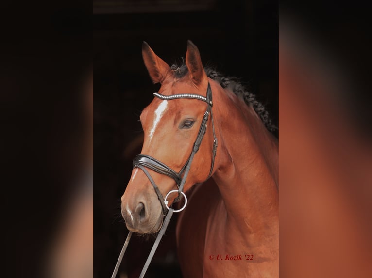 Westphalian Mare 7 years 17 hh Brown in Greven