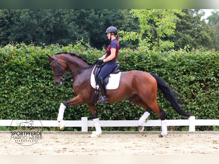 Westphalian Mare 7 years 17 hh Brown in Greven