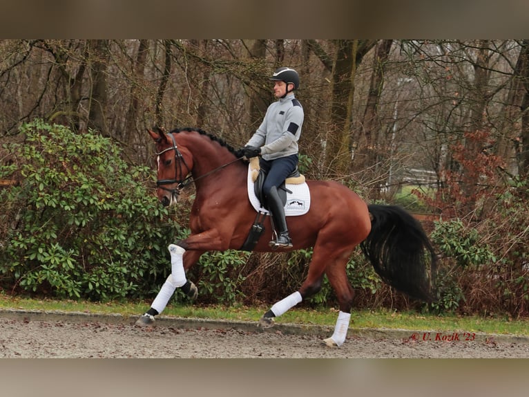 Westphalian Mare 7 years 17 hh Brown in Greven