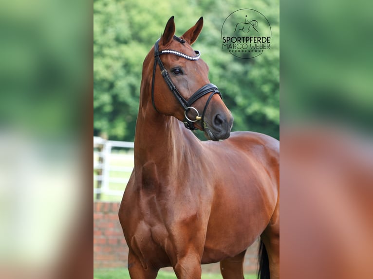 Westphalian Mare 7 years 17 hh Brown in Greven