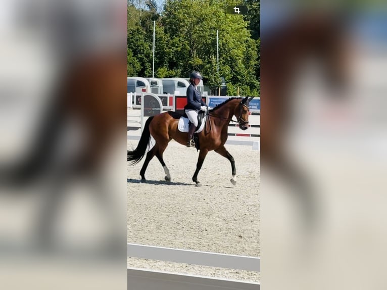 Westphalian Mare 7 years 17 hh Brown in Erkheim