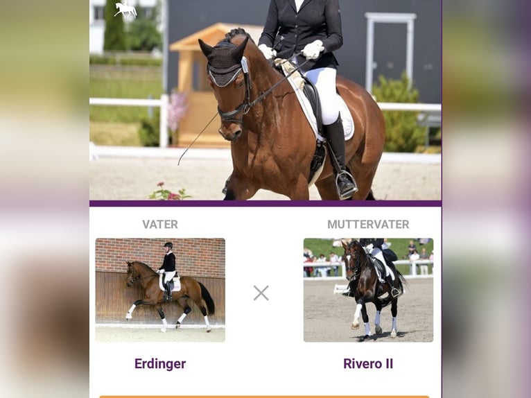 Westphalian Mare 7 years 17 hh Brown in Erkheim