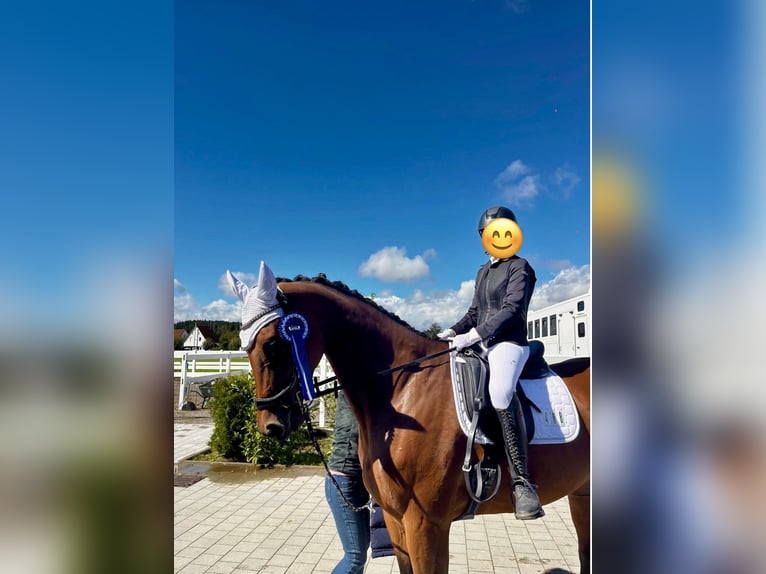 Westphalian Mare 7 years 17 hh Brown in Erkheim