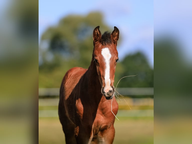 Westphalian Mare 7 years 17 hh Brown in Oława