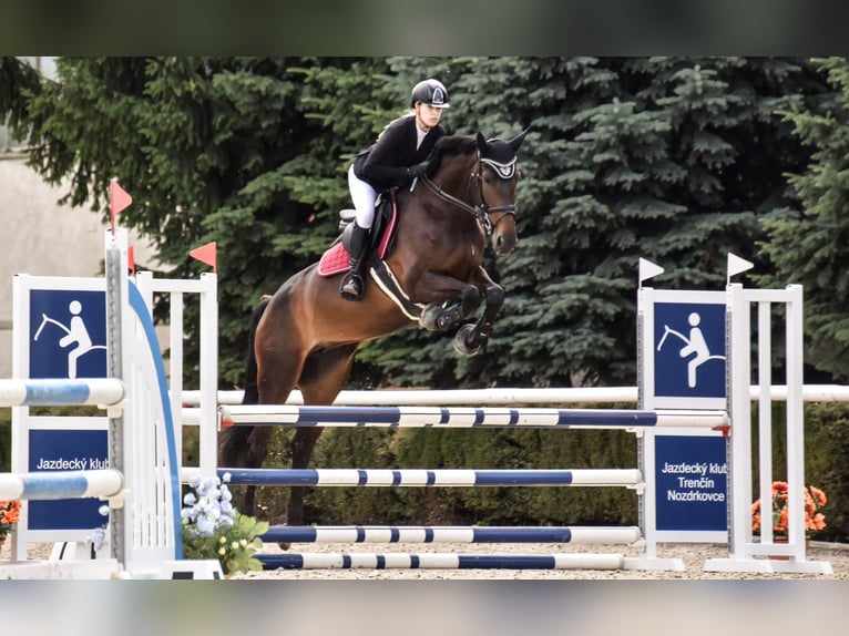 Westphalian Mare 7 years 17 hh Brown in Motešice