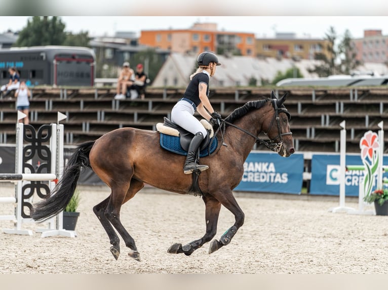 Westphalian Mare 7 years 17 hh Brown in Motešice