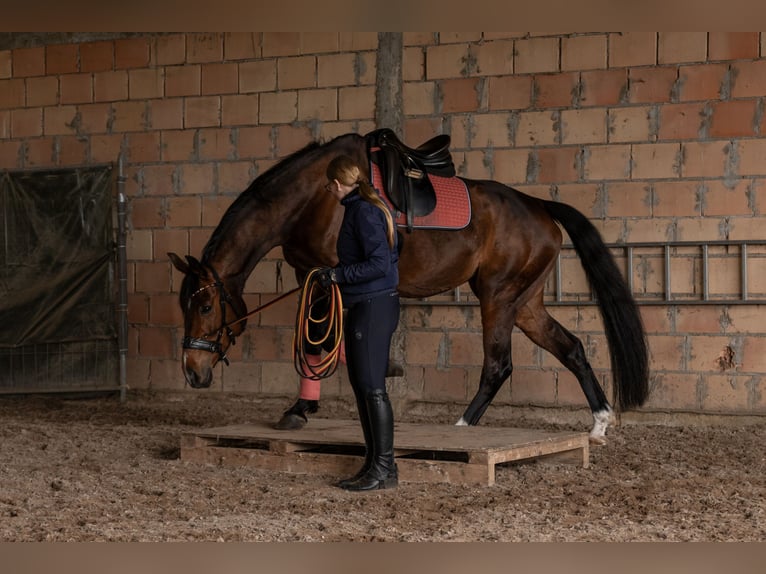 Westphalian Mare 7 years 17 hh Brown in Sangerhausen
