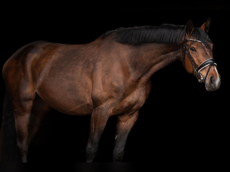 Westphalian Mare 7 years 17 hh Brown in Sangerhausen