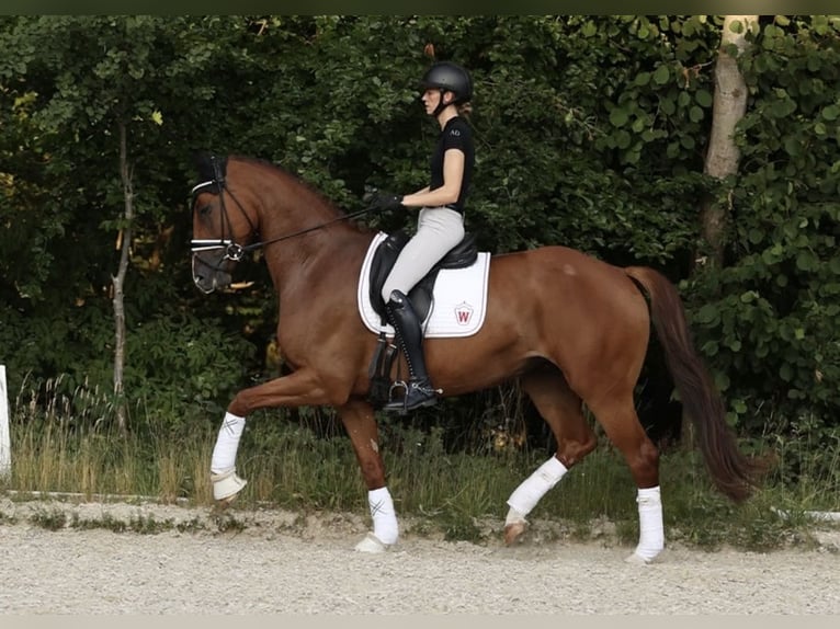 Westphalian Mare 7 years 17 hh Chestnut-Red in Bonn