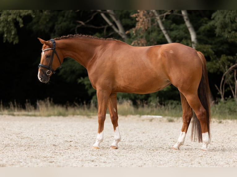 Westphalian Mare 7 years 17 hh Chestnut-Red in Bonn