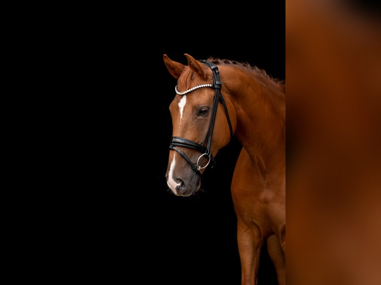 Westphalian Mare 7 years 17 hh Chestnut-Red in Bonn