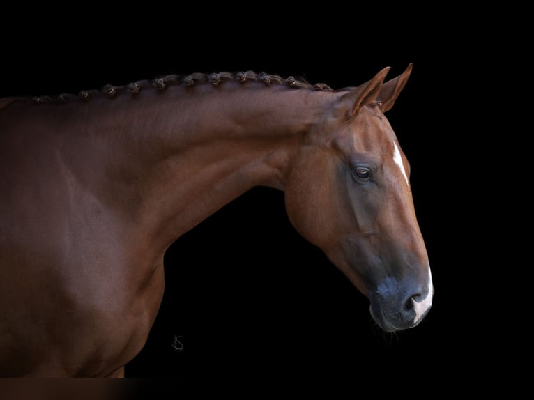 Westphalian Mare 7 years 17 hh Chestnut-Red in Bonn