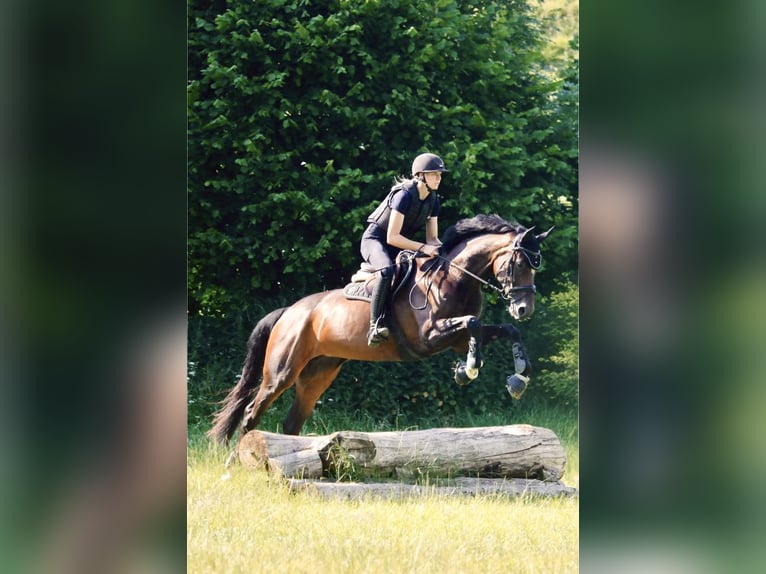 Westphalian Mare 7 years 17 hh Smoky-Black in Salzkotten