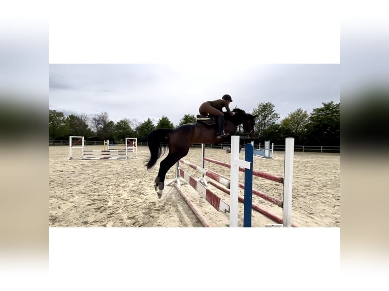 Westphalian Mare 7 years 17 hh Smoky-Black in Salzkotten