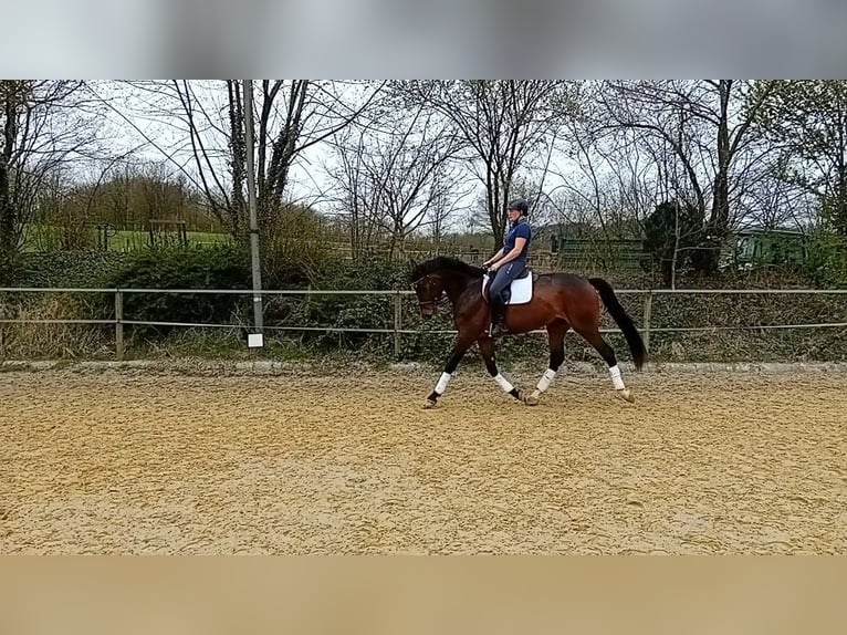 Westphalian Mare 7 years 17,1 hh Bay-Dark in Blomberg