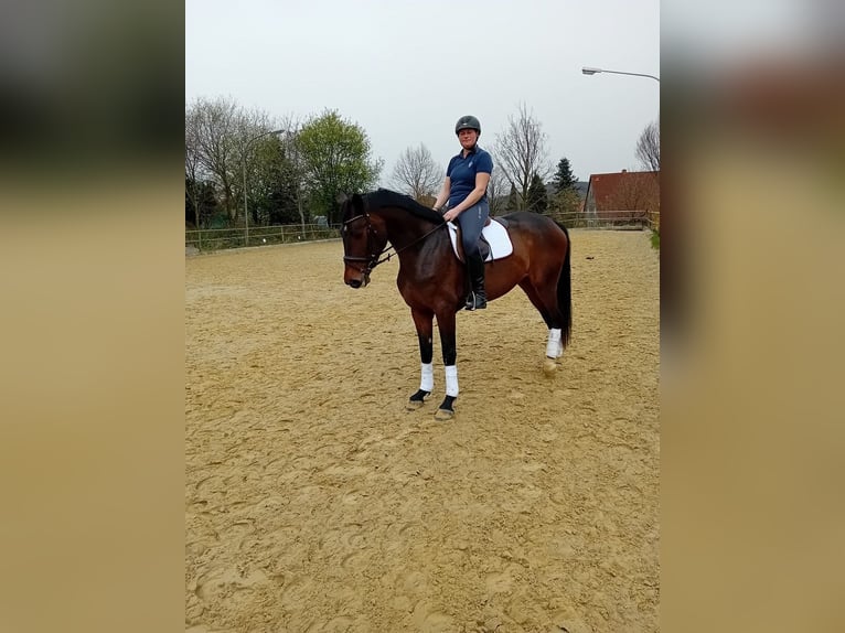 Westphalian Mare 7 years 17,1 hh Bay-Dark in Blomberg