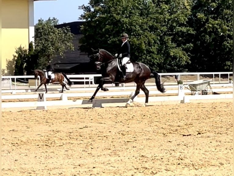 Westphalian Mare 7 years 17,1 hh Bay-Dark in Roth / Heub&#xFC;hl