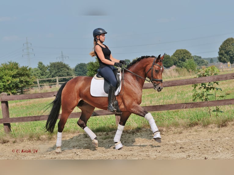 Westphalian Mare 7 years Brown in Greven