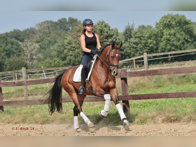 Westphalian Mare 7 years Brown in Greven