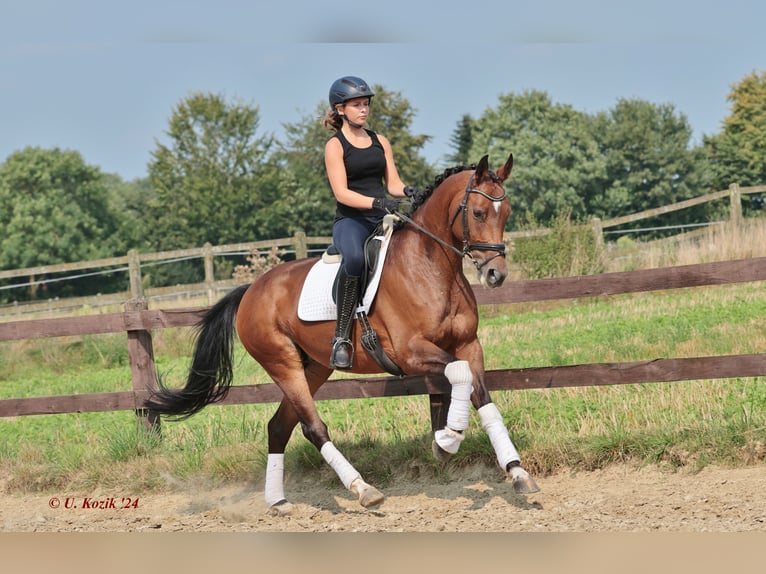 Westphalian Mare 7 years Brown in Greven