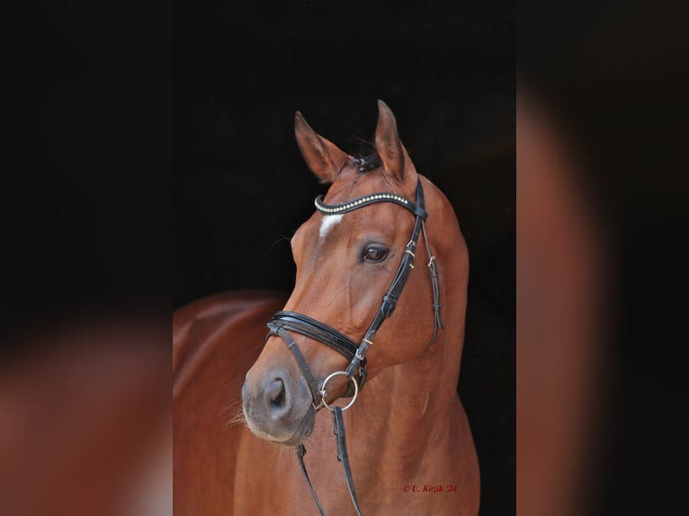 Westphalian Mare 7 years Brown in Greven