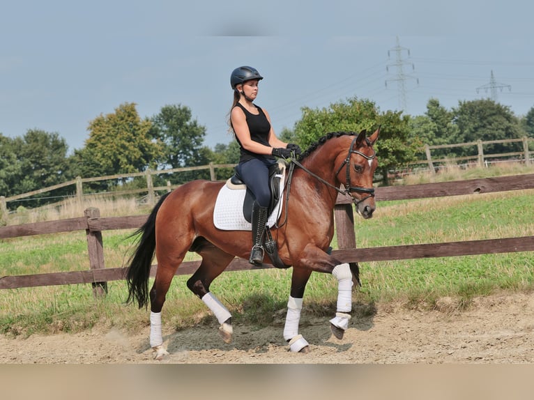 Westphalian Mare 7 years Brown in Greven