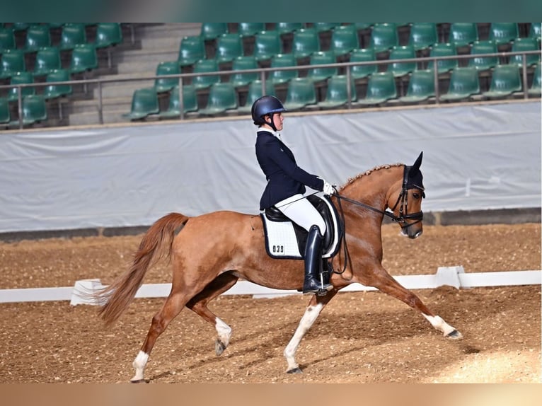 Westphalian Mare 8 years 14,1 hh Dun in Heddesheim