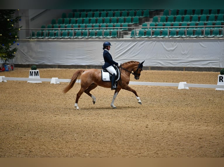 Westphalian Mare 8 years 14,1 hh Dun in Heddesheim