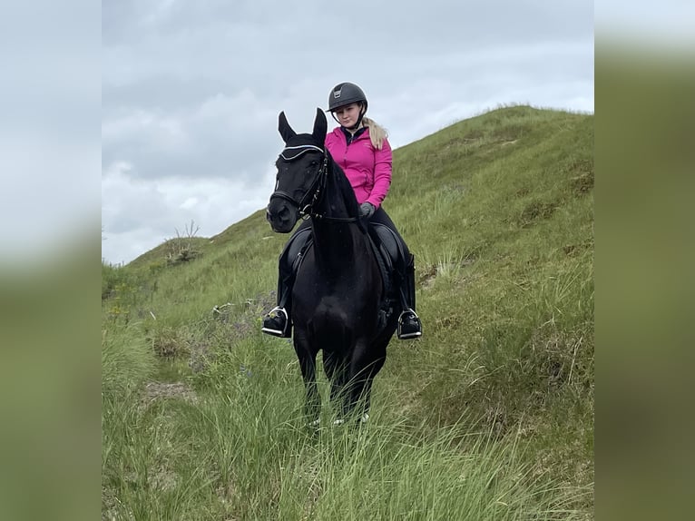 Westphalian Mare 8 years 15,2 hh Black in Hamm