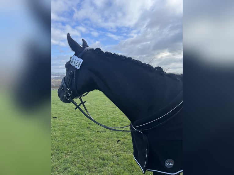 Westphalian Mare 8 years 15,2 hh Black in Hamm