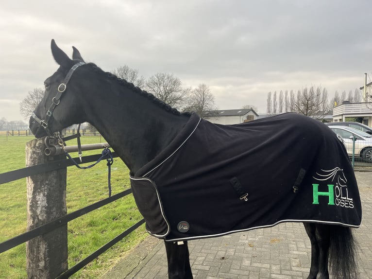 Westphalian Mare 8 years 15,2 hh Black in Hamm