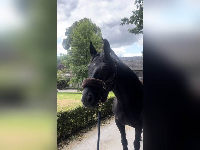 Westphalian Mare 8 years 15,2 hh Black in Hamm