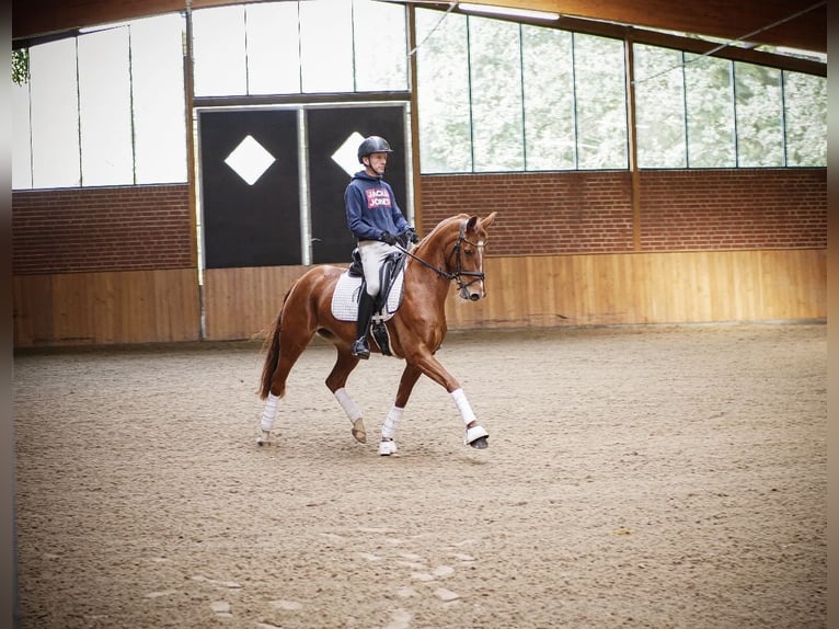 Westphalian Mare 8 years 15 hh Chestnut-Red in Ankum
