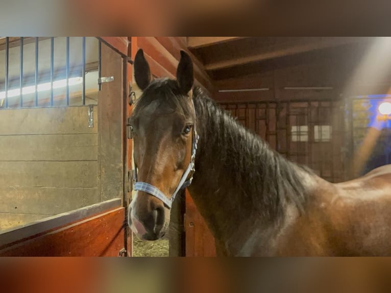 Westphalian Mare 8 years 15,1 hh Bay in Prague