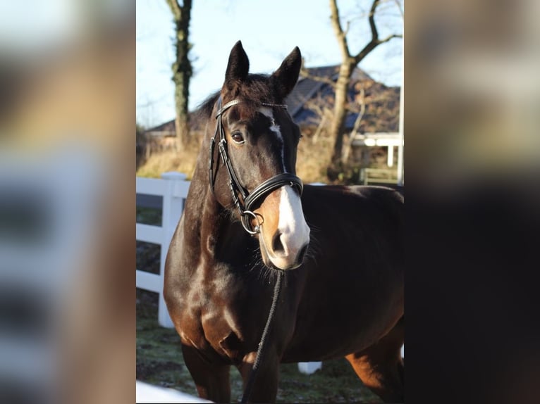 Westphalian Mare 8 years 16.1 hh Bay-Dark in Kropp