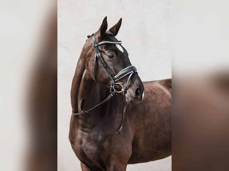 Westphalian Mare 8 years 16,1 hh Black in Duszniki