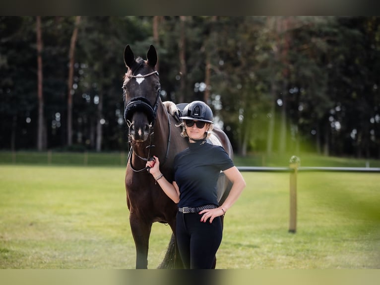 Westphalian Mare 8 years 16,1 hh Black in Duszniki