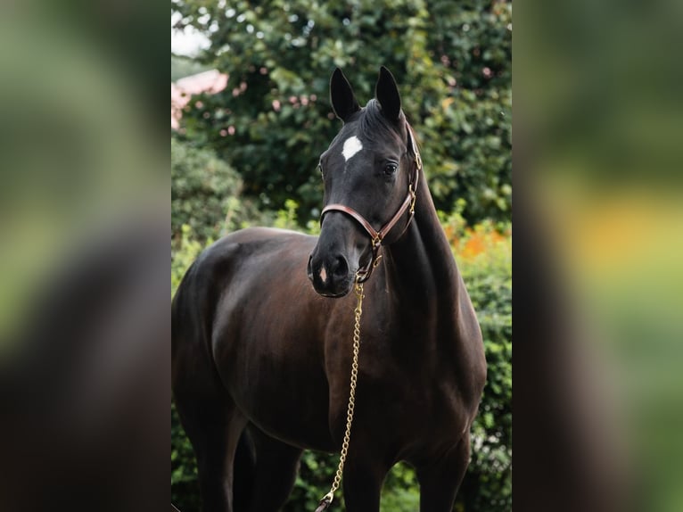 Westphalian Mare 8 years 16,1 hh Black in Duszniki