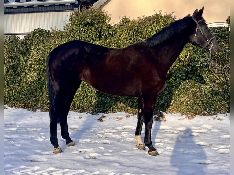 Westphalian Mare 8 years 16.1 hh Black in Sonnefeld